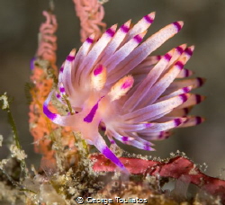 Purple Flabellina by George Touliatos 
